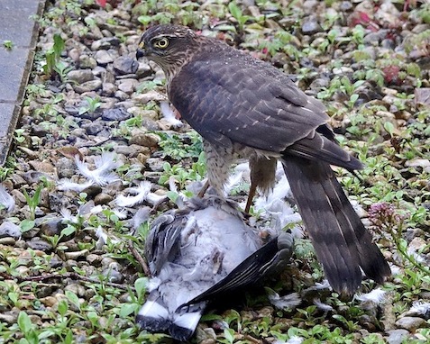 sparrowhawk feeding